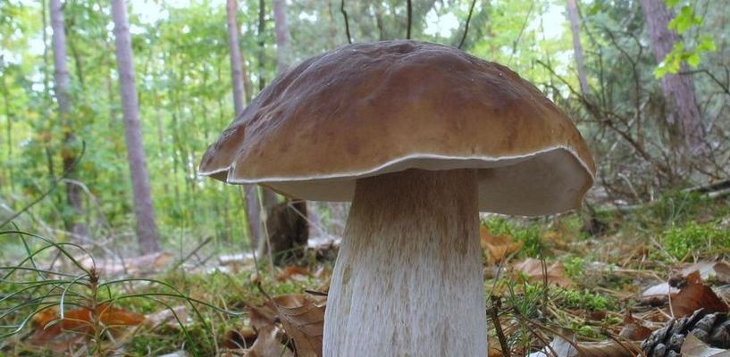 В 2016 году грибами отравились 60 человек