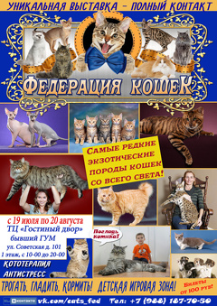 Выставка «Федерация кошек»