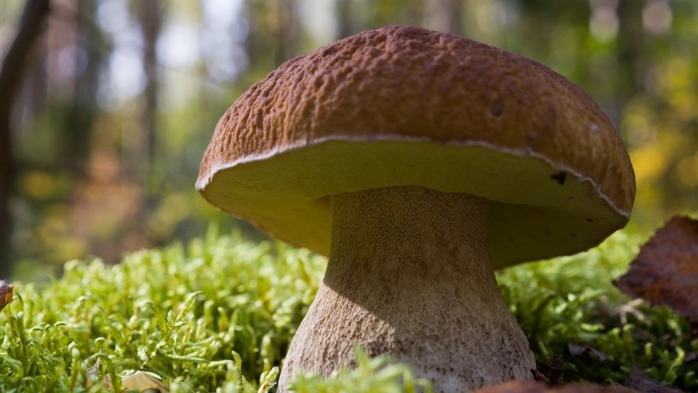 Специалисты рассказали, какие грибы вызывают наиболее яркие вкусовые ощущения