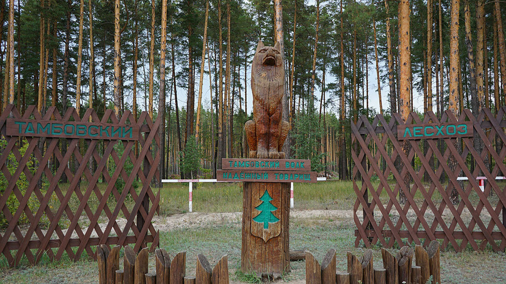 В лесах Тамбовщины зарегистрировали четырех волков