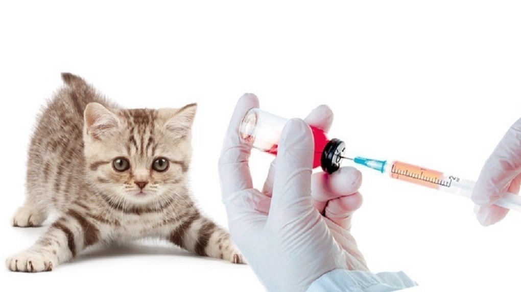 В Тамбове проводят бесплатную профилактическую иммунизацию домашних животных