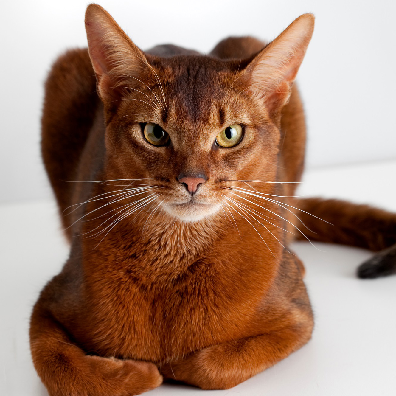 Породы коричневых котов. Чаузи кошка ф1. Чаузи ф1 абиссинский. Кот породы абиссинец. Чаузи и Абиссинская.