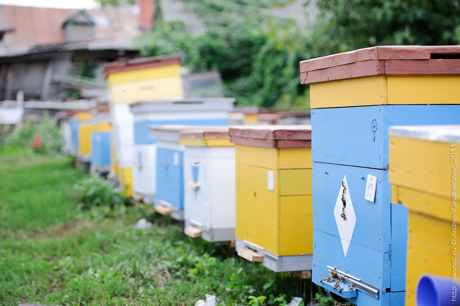 Купить пчелосемьи в белгородской области. Продажа пчел в Опочке.
