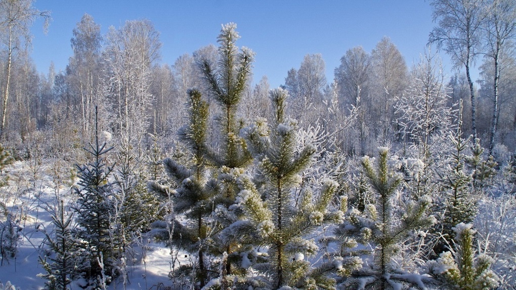 Перед новогодними праздниками в Тамбовской области усилят охрану хвойных деревьев