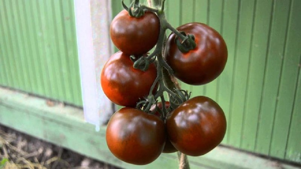 В Мичуринском аграрном университете вывели новые сорта томатов
