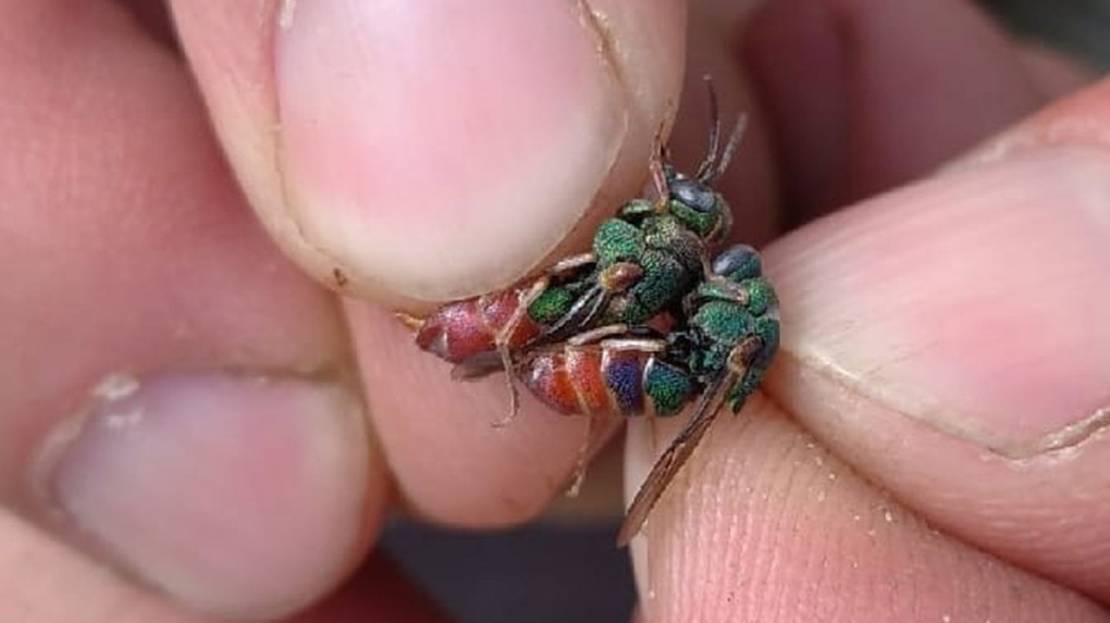В заповеднике в Инжавинском районе обнаружили краснокнижное насекомое