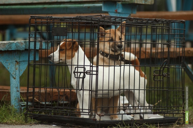 Приют йошкар. Приют для собак Йошкар-Ола. Собачий приют в Йошкар Оле. Приёмник для животных. Приют для животных Котельнич.