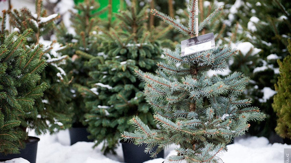 В Тамбовскую область начали ввозить новогодние ели для продажи к празднику