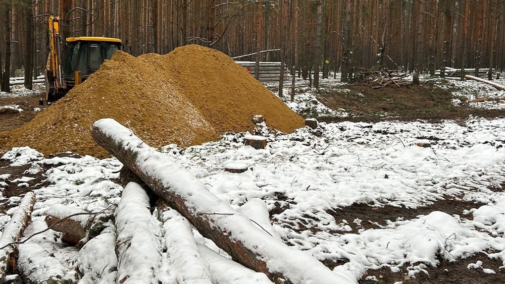 В Борщевском лесу под Тамбовом обнаружили незаконную вырубку