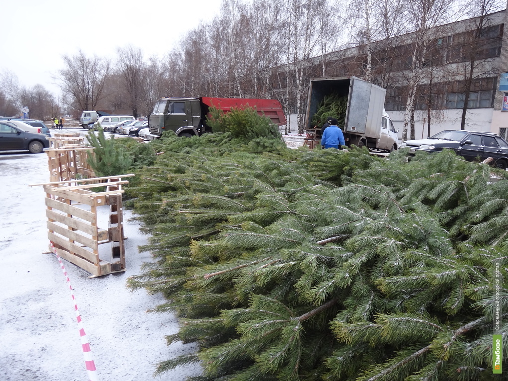 Адреса елочных базаров. Елочный базар ГАЗ 3307. Седова 99 елочный базар. Калиновская база-елочный базар. Оформление елочного базара.