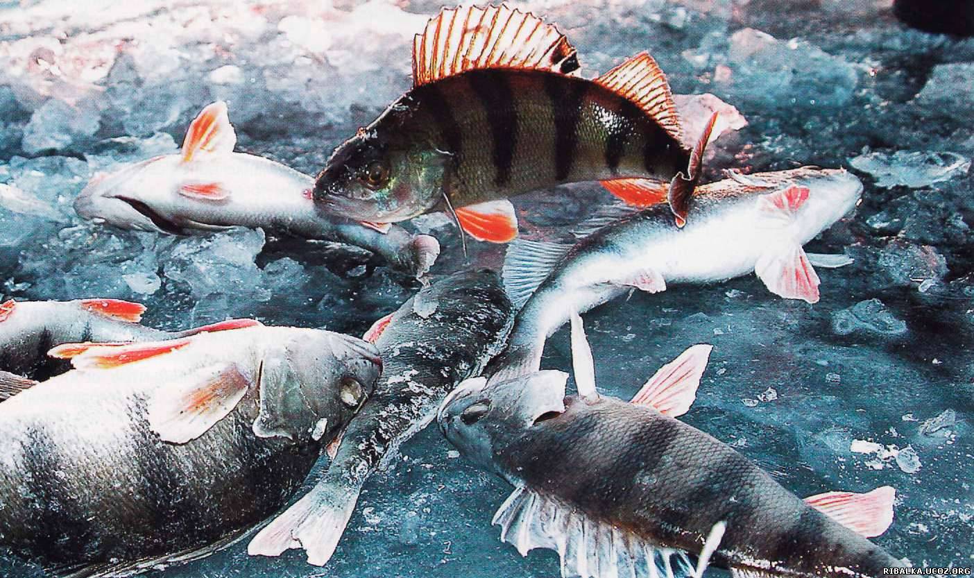 Есть ли рыба в озерах. Окунь Байкал. Рыба в озере. Рыбы зимой. Рыбы озера Байкал.