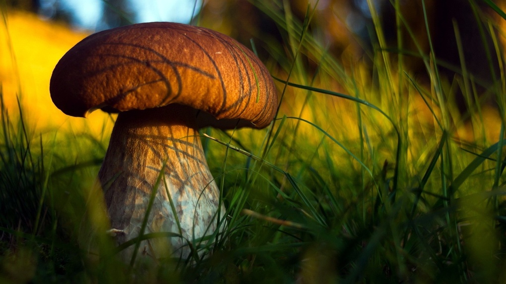 В 2018 году в Тамбовcкой области отравились грибами 19 раз