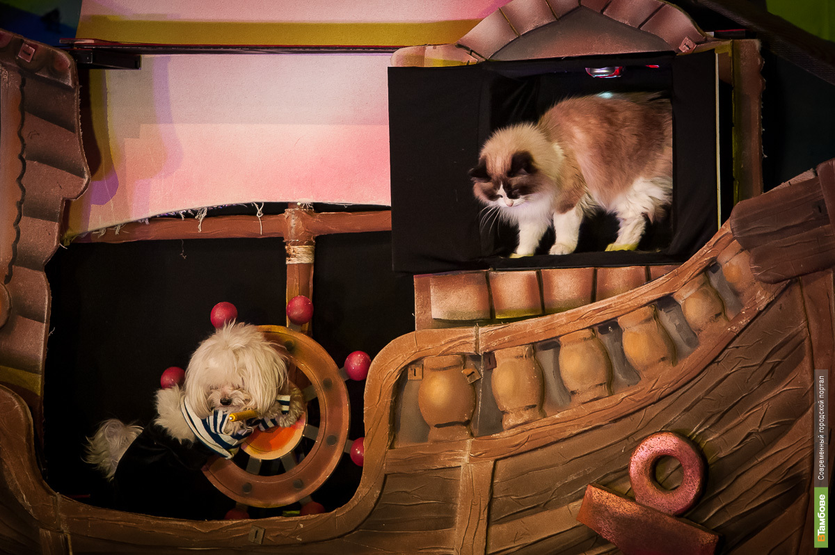 Кресла в театре кошек куклачева