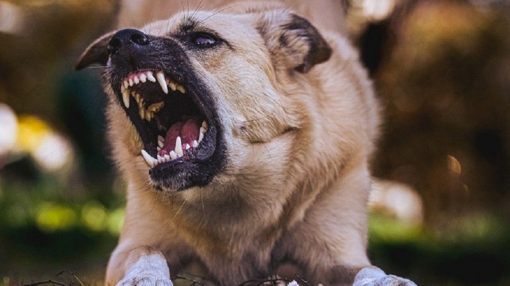 Прокуратура обязала администрацию города Тамбова выплатить компенсацию за укус собаки