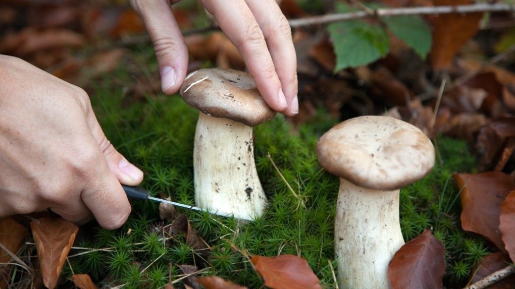 В Тамбовской области грибами отравились уже восемь человек