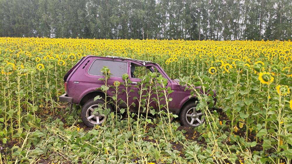 Нива тамбов. Нива в подсолнухах. Нива растение. Ива Тамбовской области. Автомобиль Нива на поле подсолнухов.