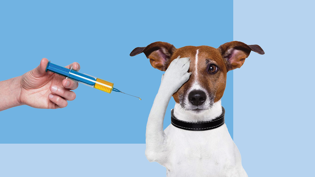 В Тамбове начинается ежегодная бесплатная вакцинация животных от бешенства