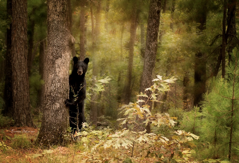 Спой в лесу. Медведь в лесу. Лесные обитатели. Дикий лес. Жизнь животных в лесу.