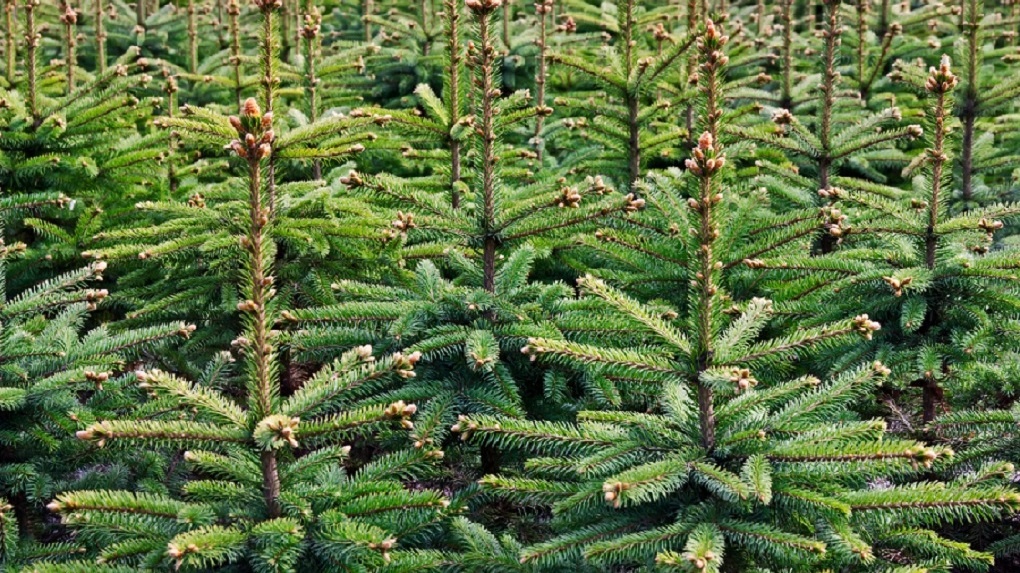 В Тамбовскую область начали привозить первые новогодние елки