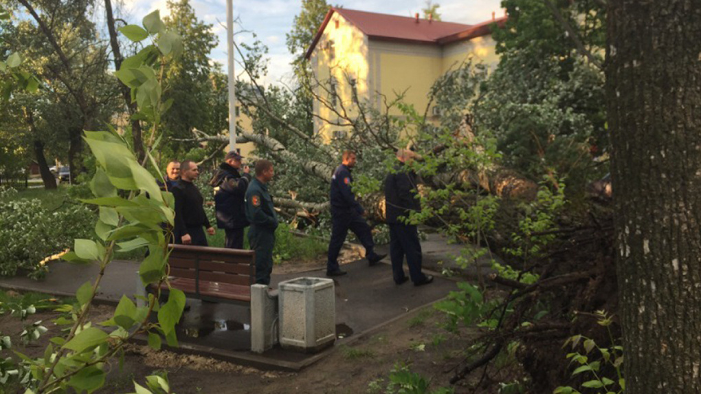 В парке в центре Котовска до сих пор не убрали деревья, поваленные ураганом