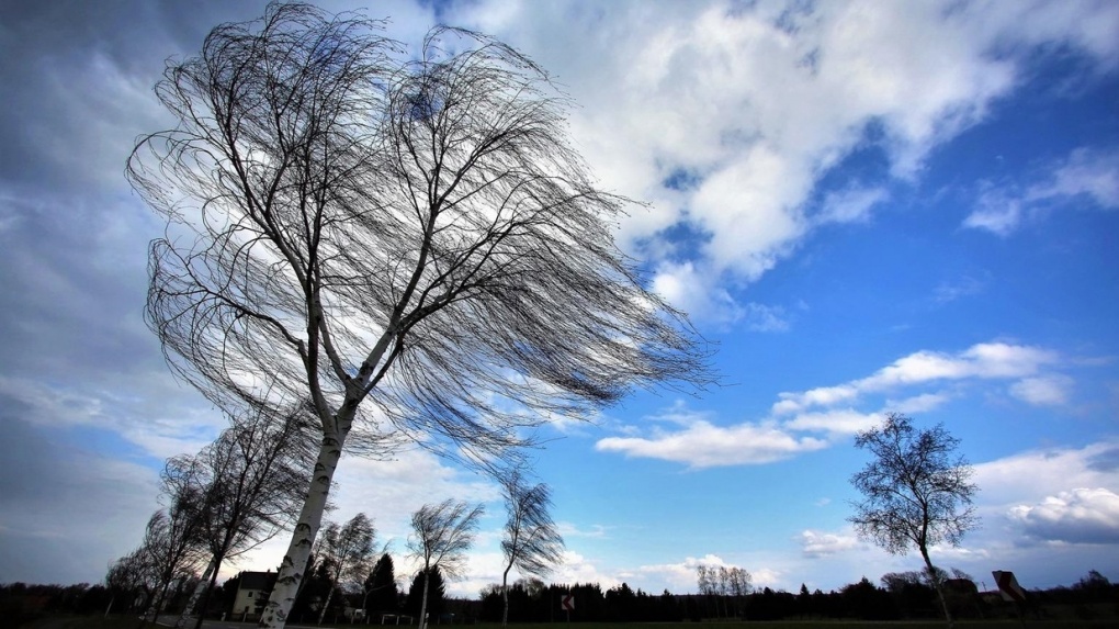Синоптики предупреждают об усилении ветра на территории Тамбовщины 2 февраля
