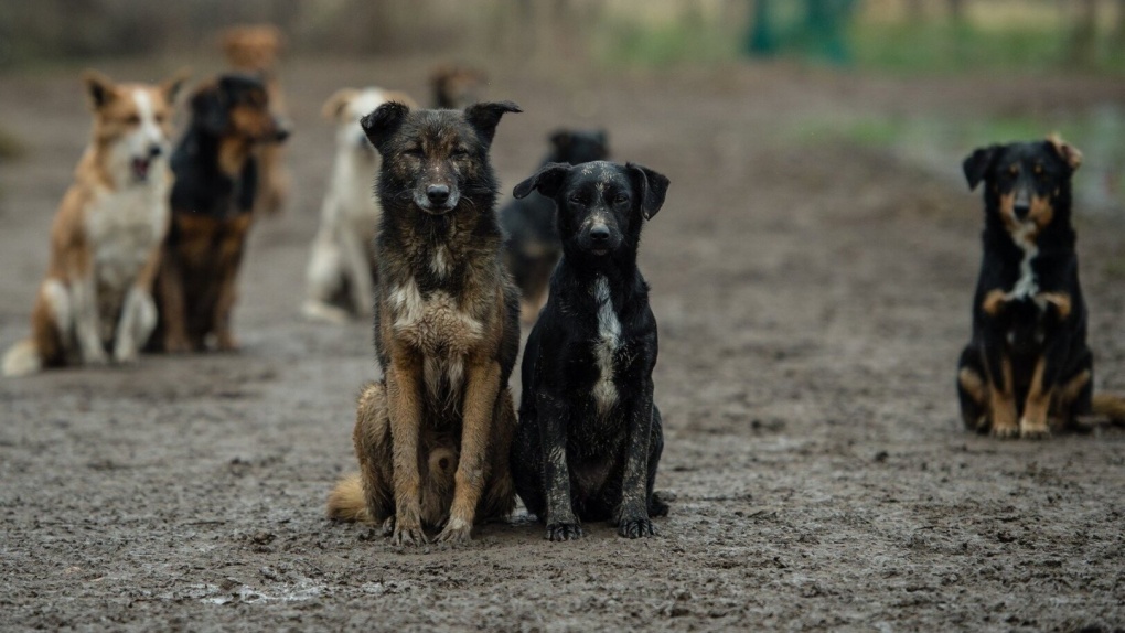В этом году в Тамбове отловили, стерилизовали и вакцинировали 160 бездомных собак