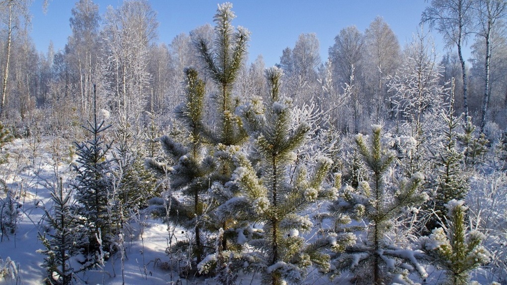 Перед новогодними праздниками в Тамбовской области усилят охрану хвойных деревьев от незаконных рубок