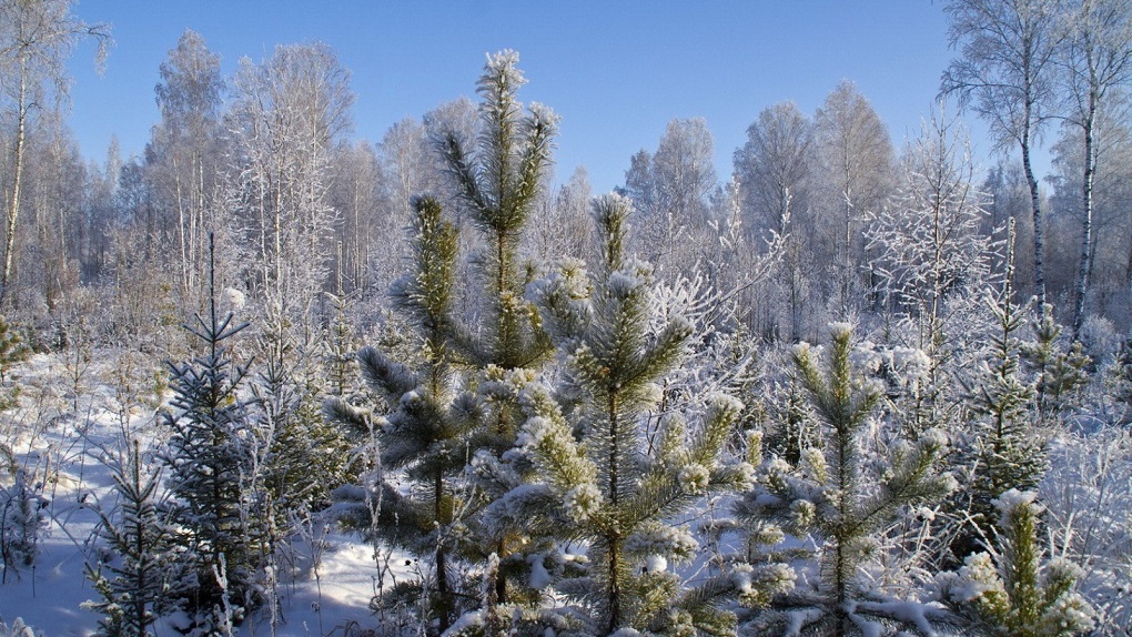 Перед новогодними праздниками в Тамбовской области усилят охрану хвойных деревьев
