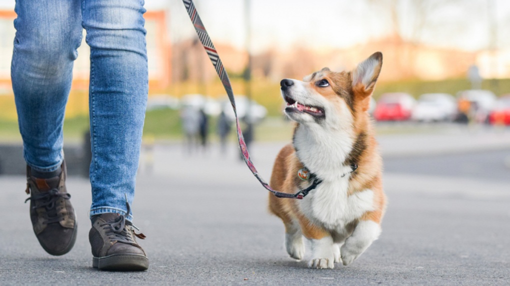 В Тамбовской области запретили выгуливать собак без поводка