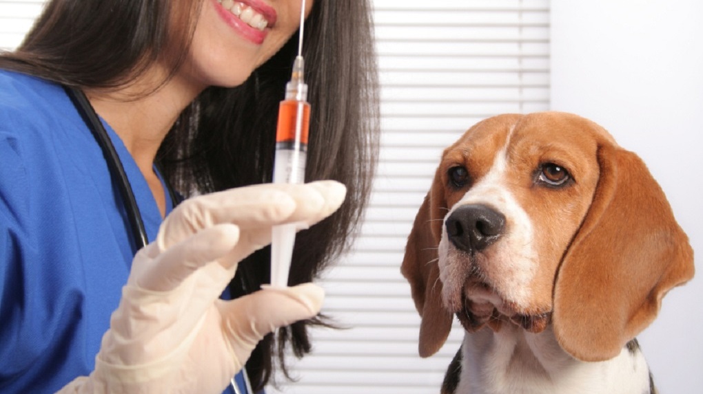 В Тамбове начинают кампанию по бесплатной вакцинации животных от бешенства