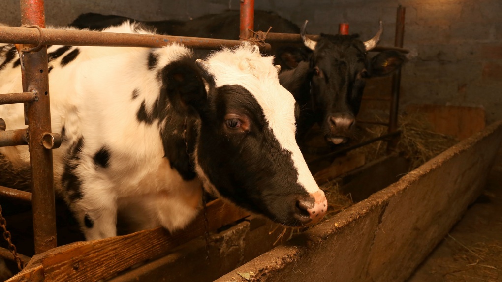 В личном хозяйстве в Тамбовской области выявили бруцеллез крупного рогатого скота