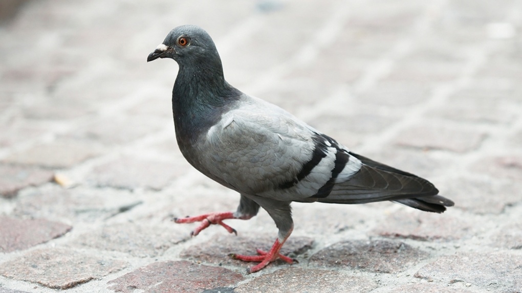 Тамбовчанке, убившей голубя на камеру, может грозить уголовная ответственность