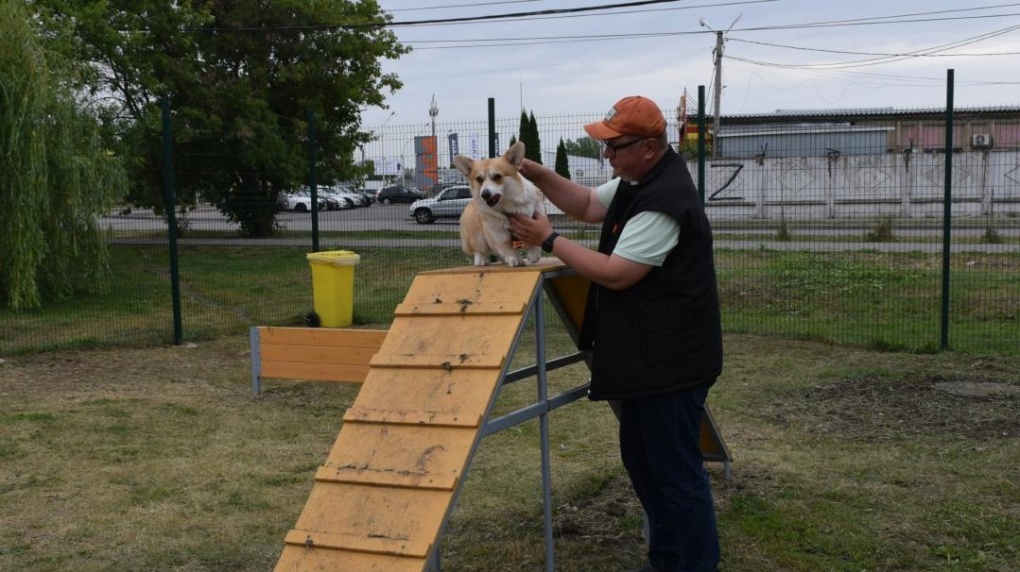 На Киквидзе и Магистральной в Тамбове могут построить площадки для выгула собак