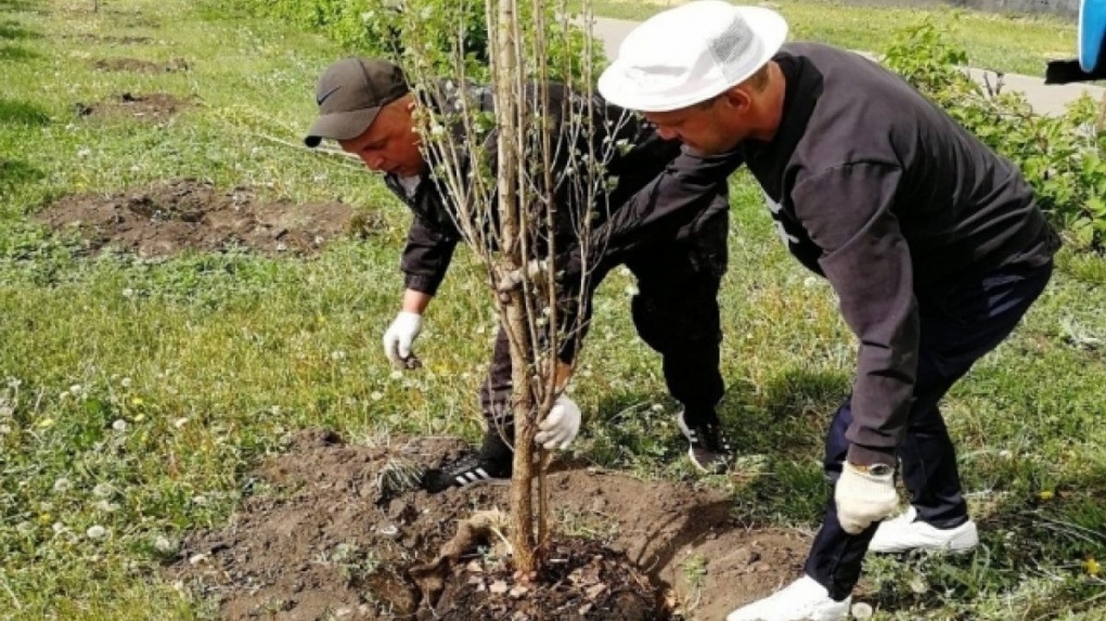 В Тамбове в ближайшее время планируют посадить более тысячи молодых деревьев
