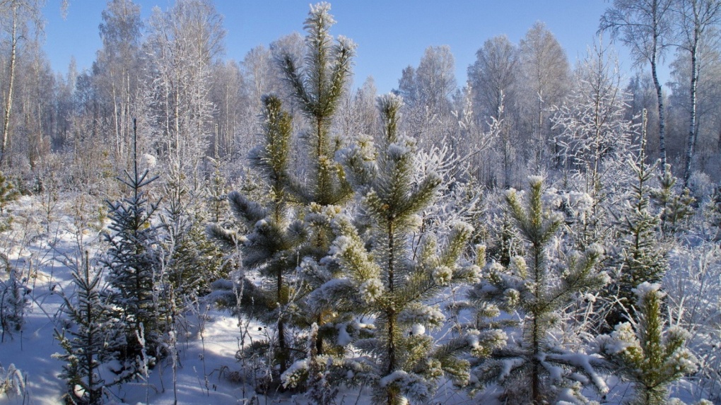 В Тамбовской области в ближайшее время начнут продавать новогодние деревья